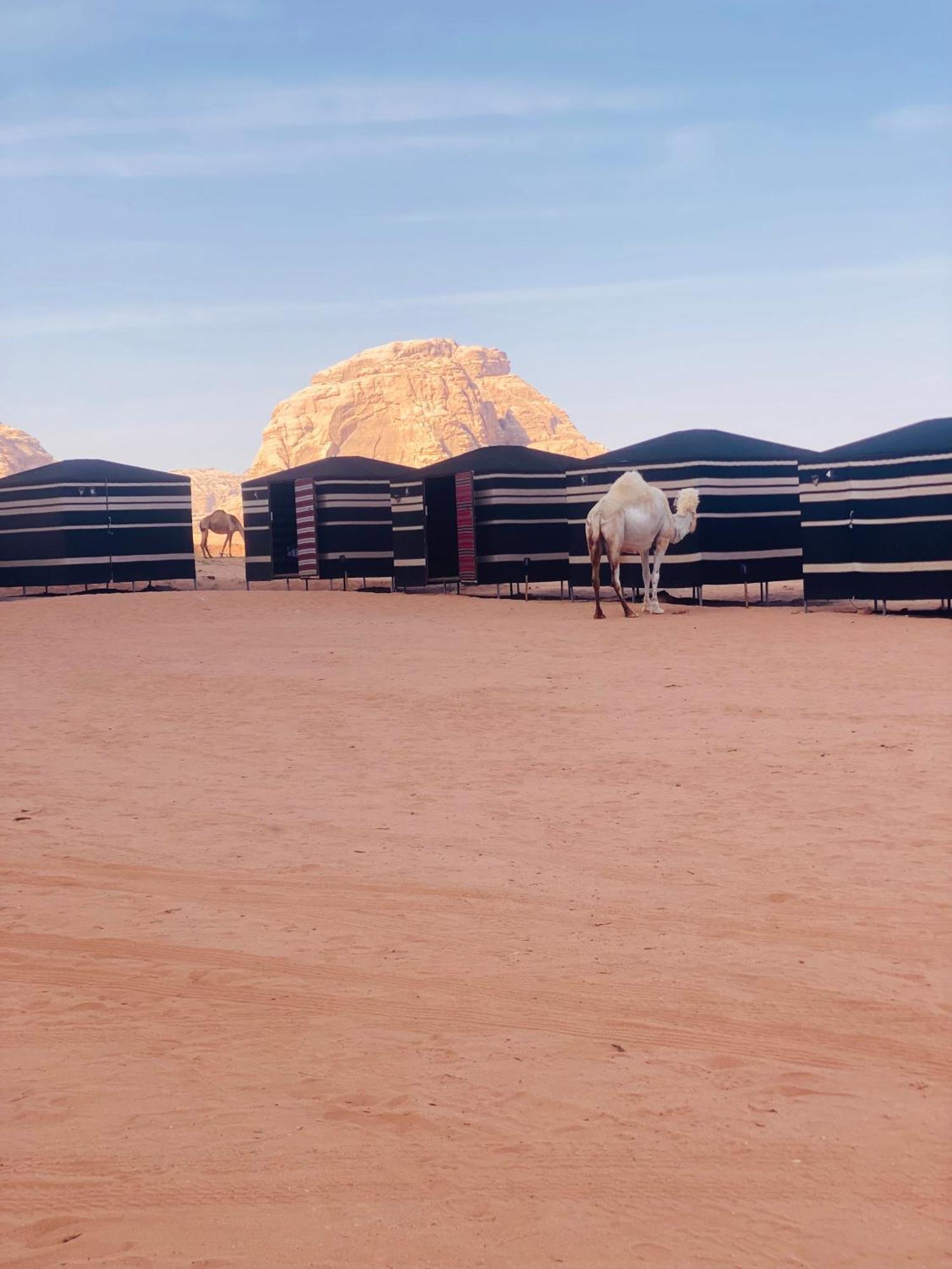 Desert Tree Camp&Tours Wadi Rum Zewnętrze zdjęcie